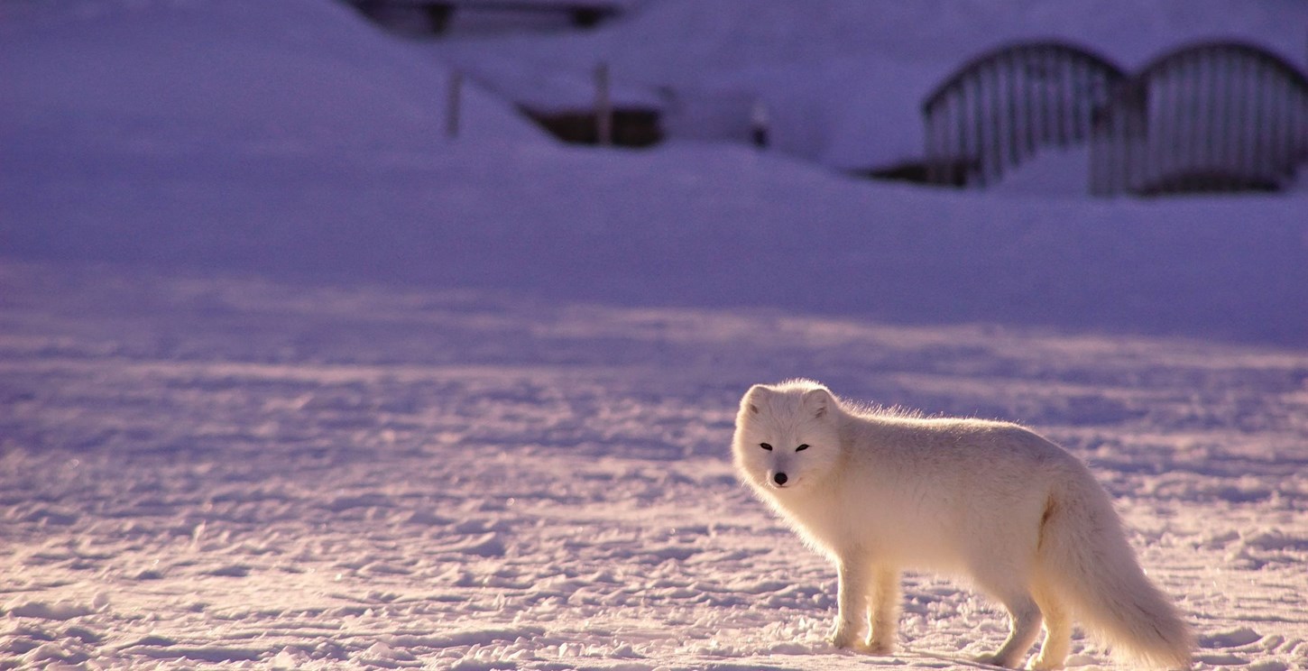 Arctic Fox in Iceland