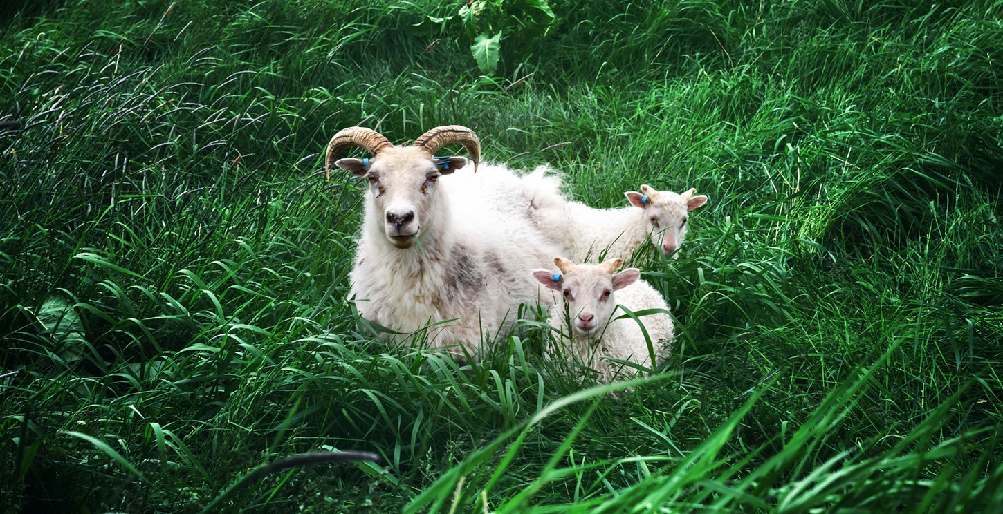 Wildlife Watching in Iceland’s Spring