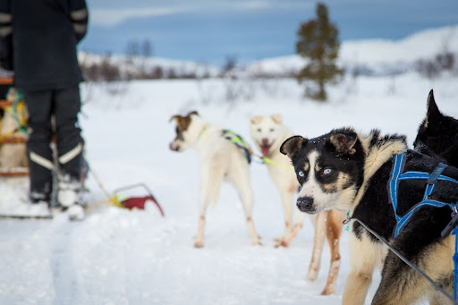 Huskies taking a break from dog sledding