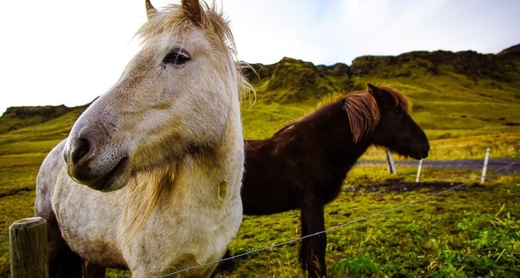 Watching Wildlife in Iceland in Autumn