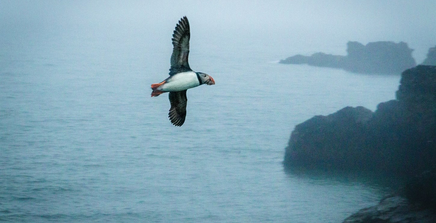 Puffin flying with fish in its beak towards Iceland’s rocky shores.