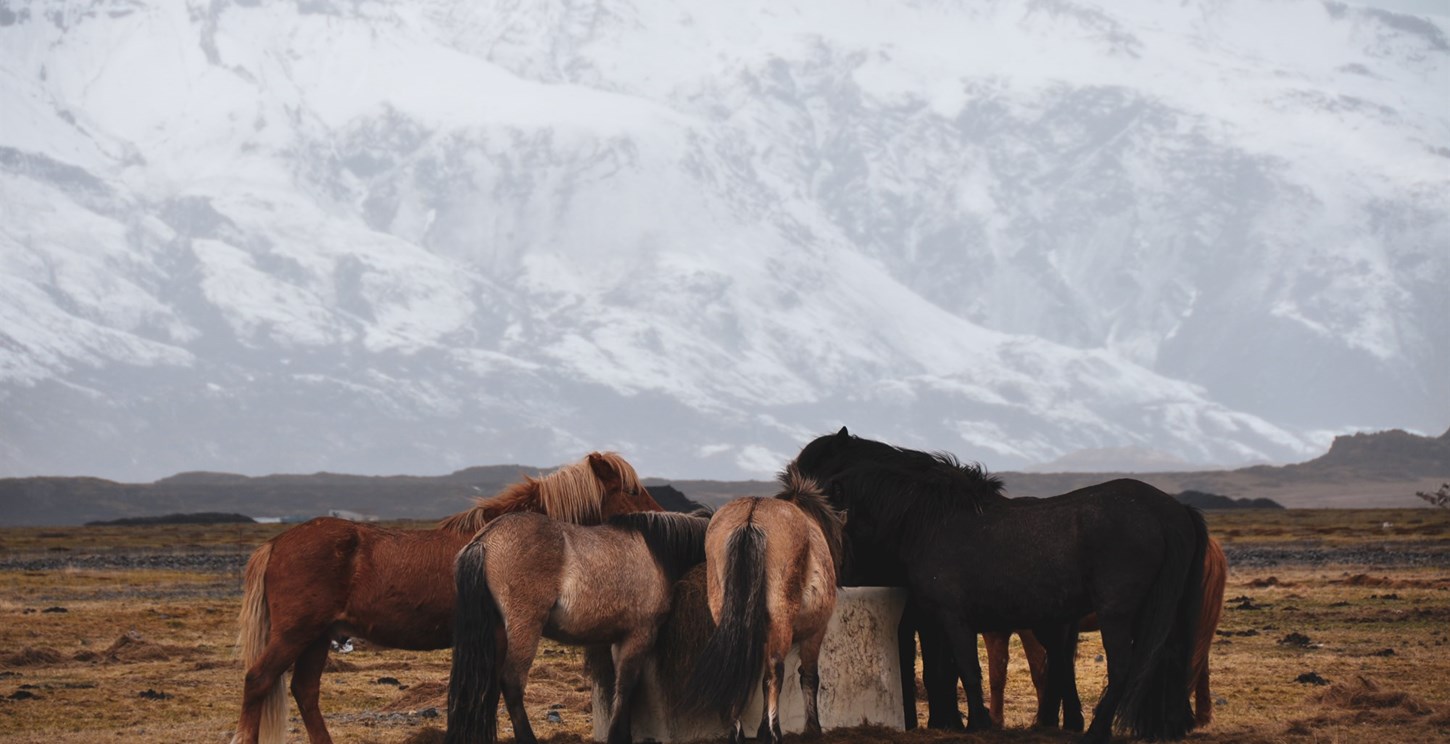 Wildlife Watching in Winter