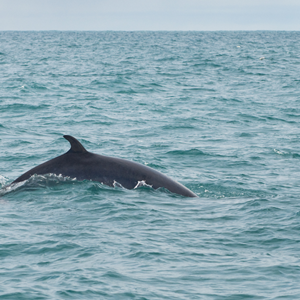 Guide to Whale Watching in Iceland (1)