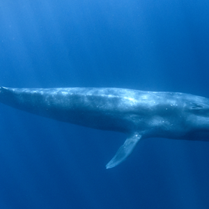 Guide to Whale Watching in Iceland (2)