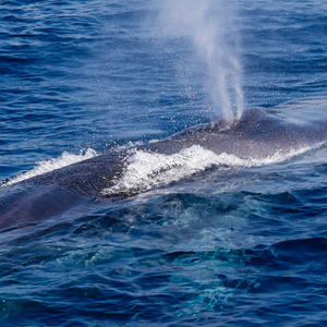 Guide to Whale Watching in Iceland (4)