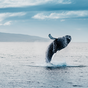 Guide to Whale Watching in Iceland (5)