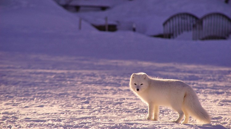 Top 3 Facts About The Arctic Fox
