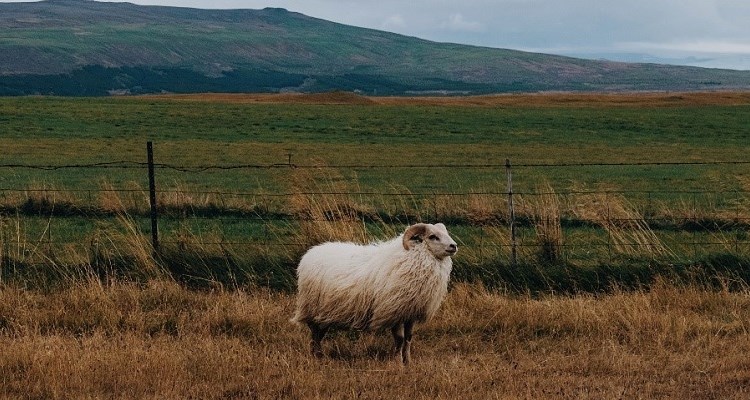 Watching Wildlife in Iceland in Summer