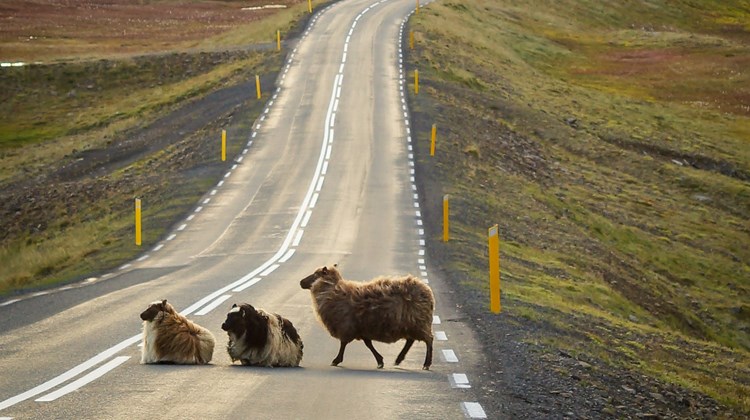 Fun Facts About Iceland