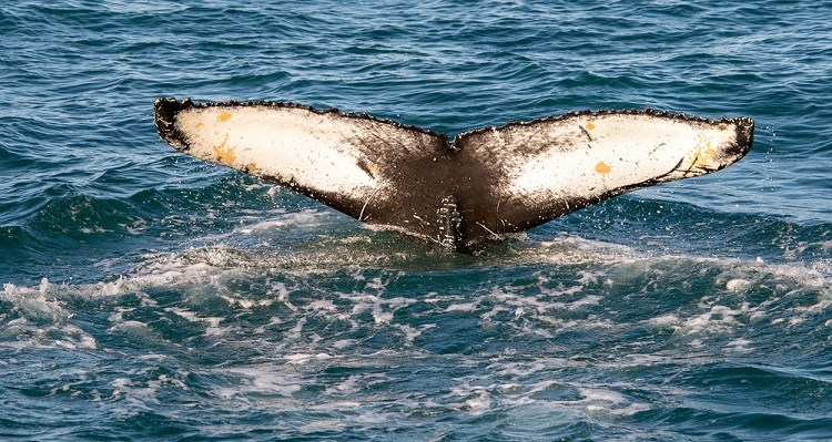 Guide to Whale Watching in Iceland