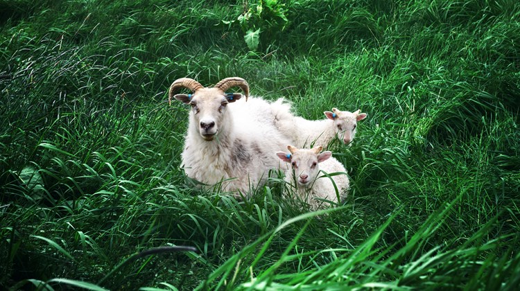 Wildlife Watching in Iceland’s Spring