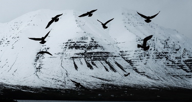 Birds of Iceland