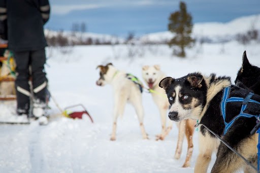 Guide to Dog Sledding in Iceland
