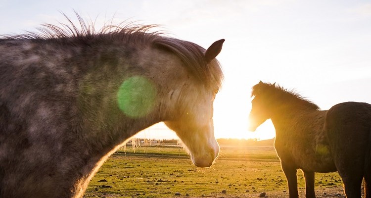 Where to Watch Wildlife In Iceland - Our Complete Guide