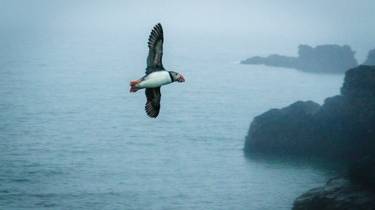 Best Wildlife Encounters in Iceland