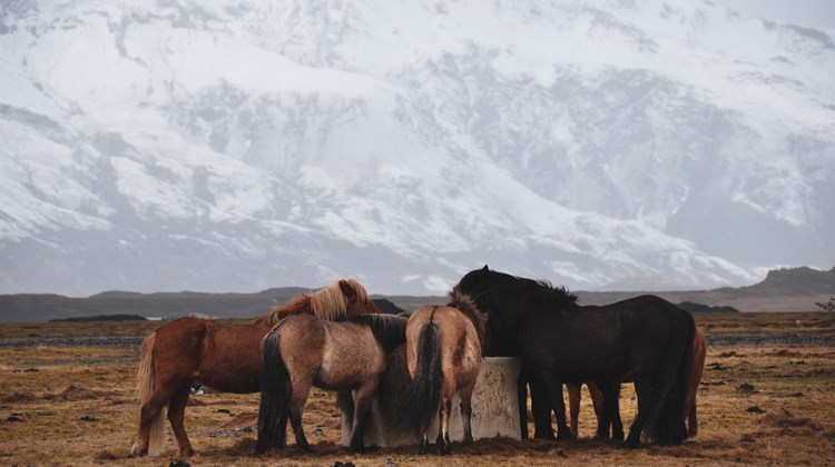 Wildlife Watching in Winter