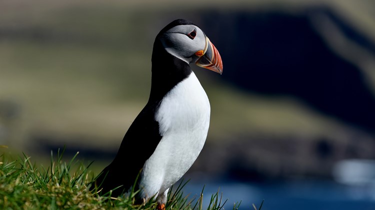 The Best of Iceland Wildlife Photography