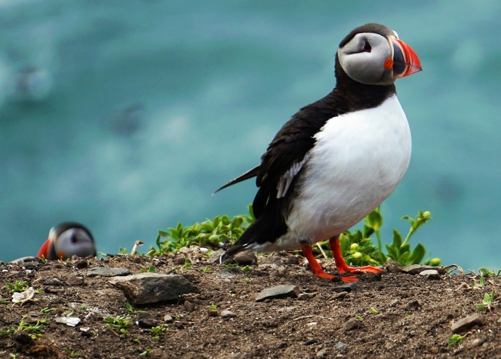 Puffin in Iceland.