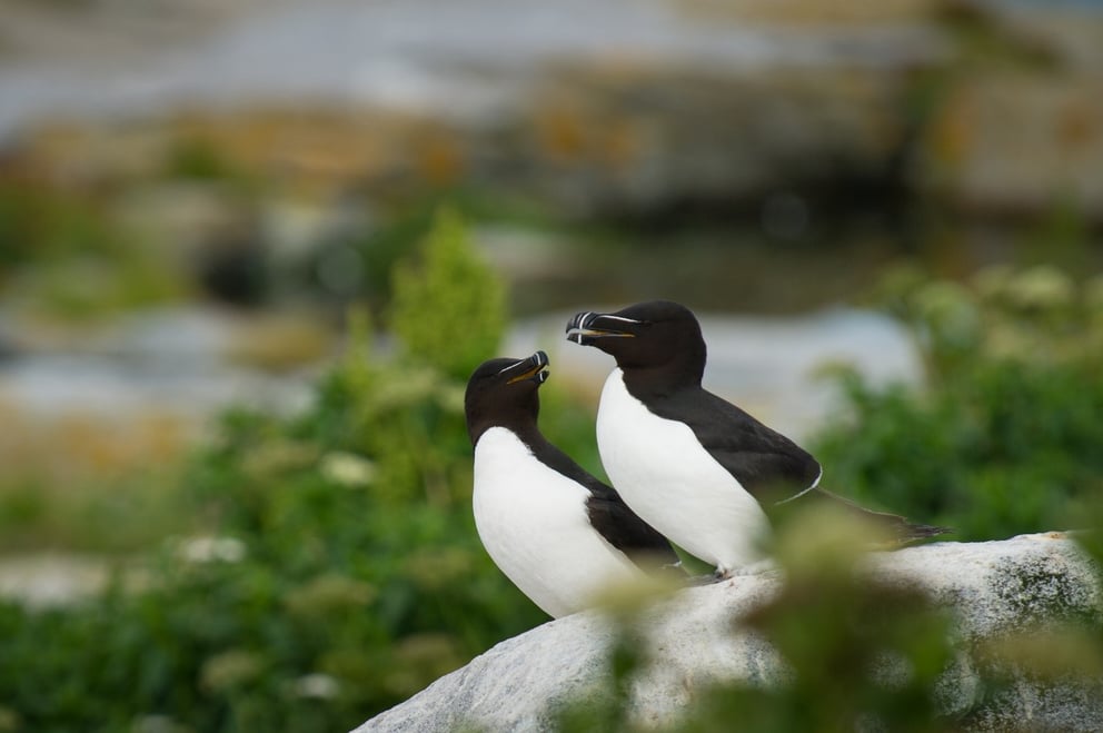 Birds in Iceland.