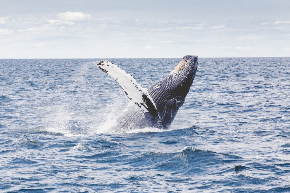Whale in Iceland sea.