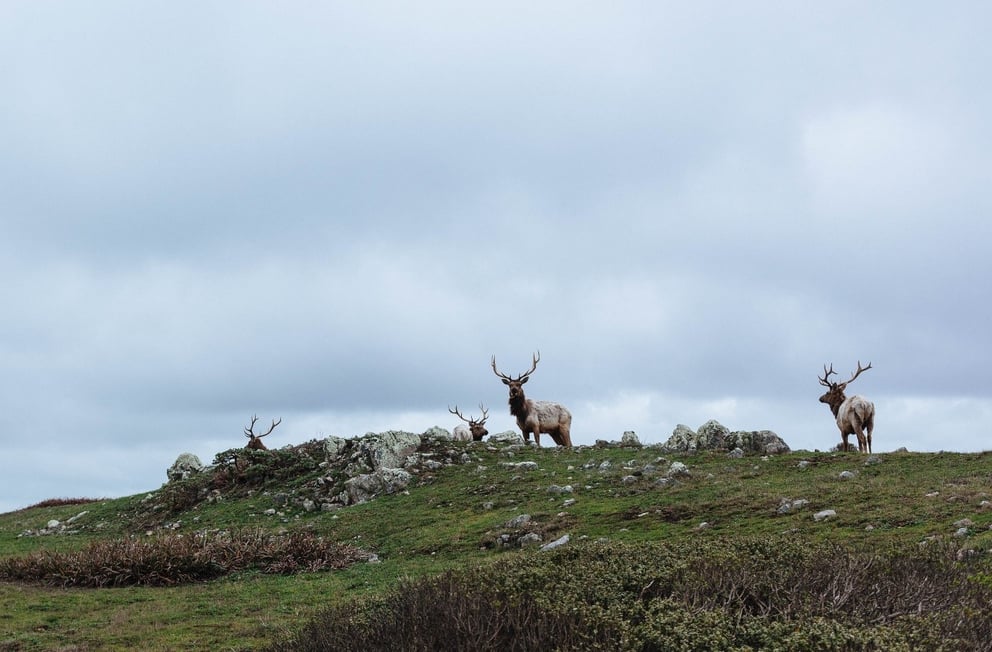 Reindeer in Iceland.