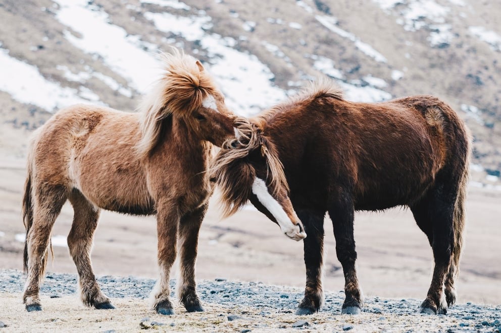 Viking Horses in Iceland.