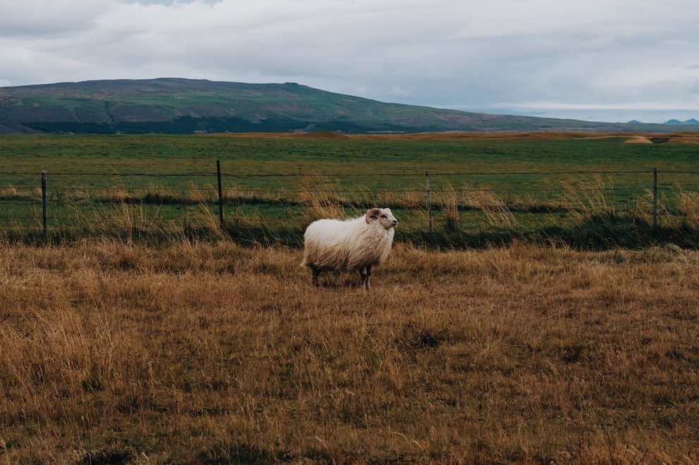 Sheep in Iceland