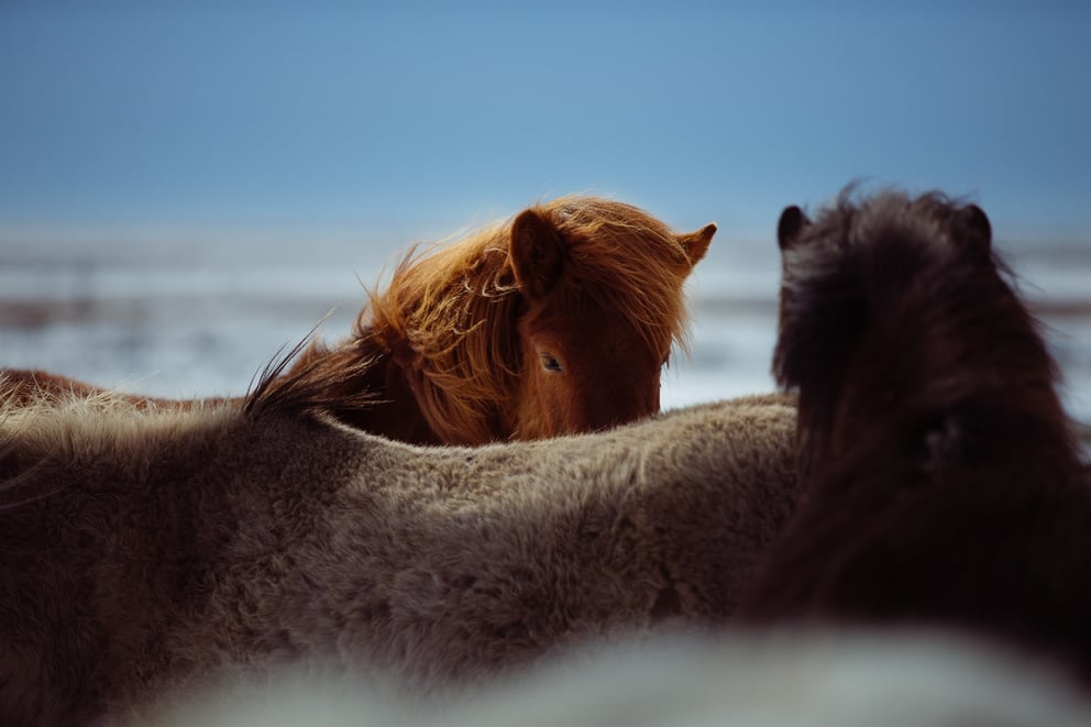 Icelandic horse photograph.