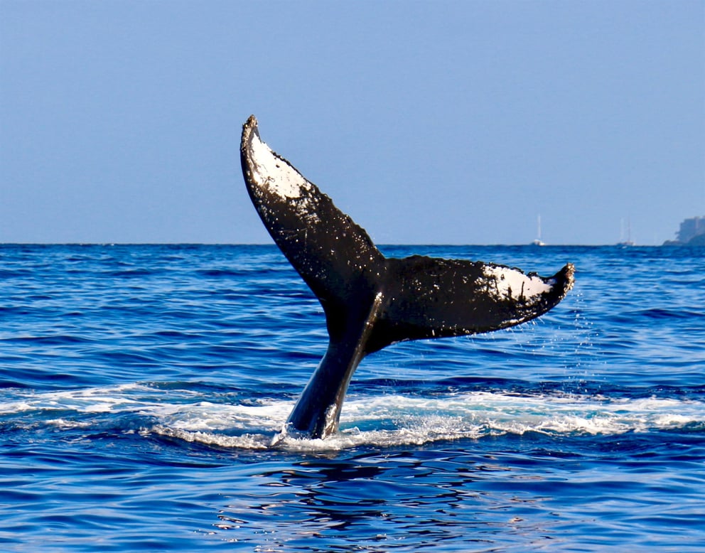 Whale tail in Iceland.