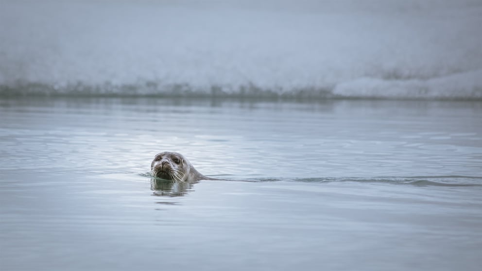 Seal swimming in Iceland. 
