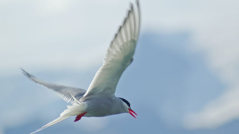 An Arctic Tern flying in the sky.