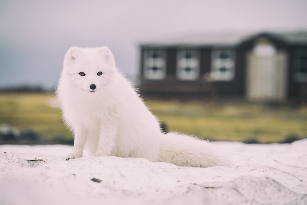 White arctic fox in Iceland.