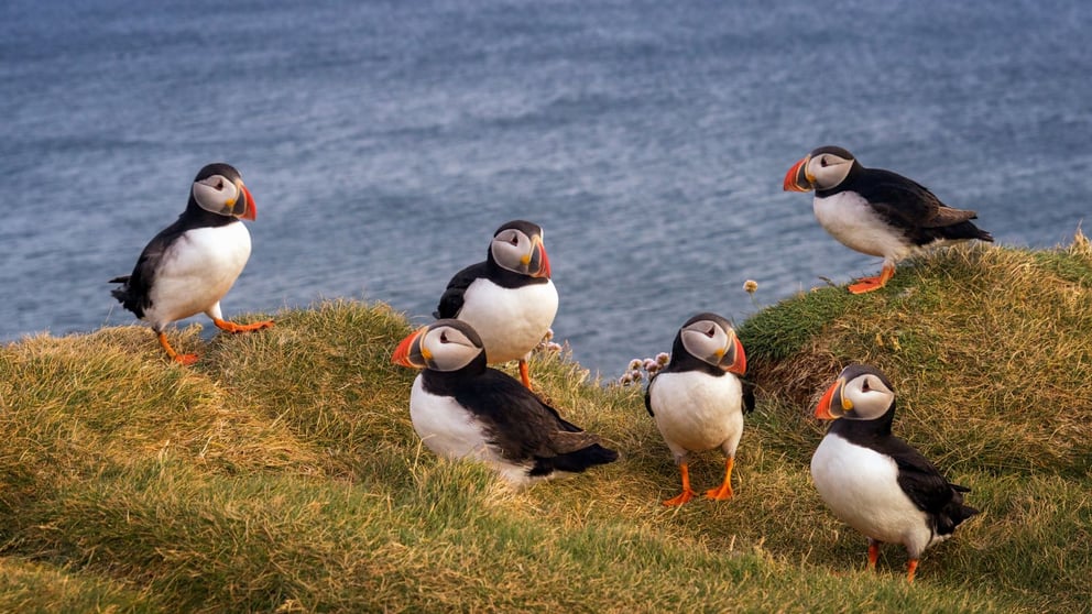 Puffins on a cliff in Iceland. 