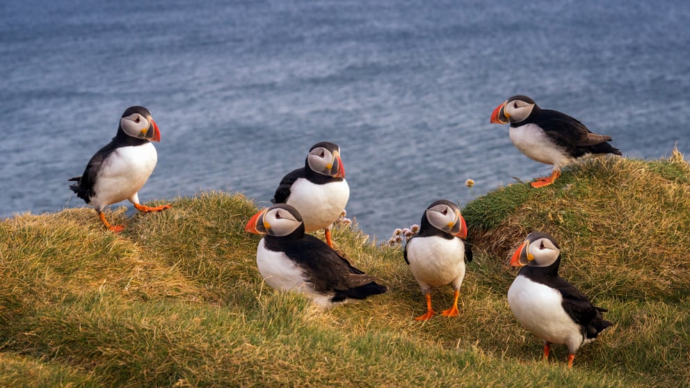 Group of puffins on grassy cliffs in Iceland.