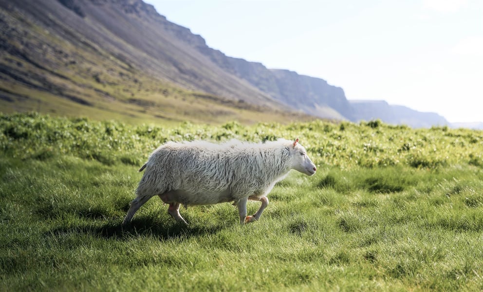 Sheep running in Iceland.