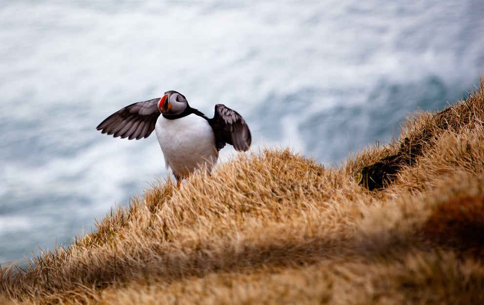 Puffin photo in Iceland.