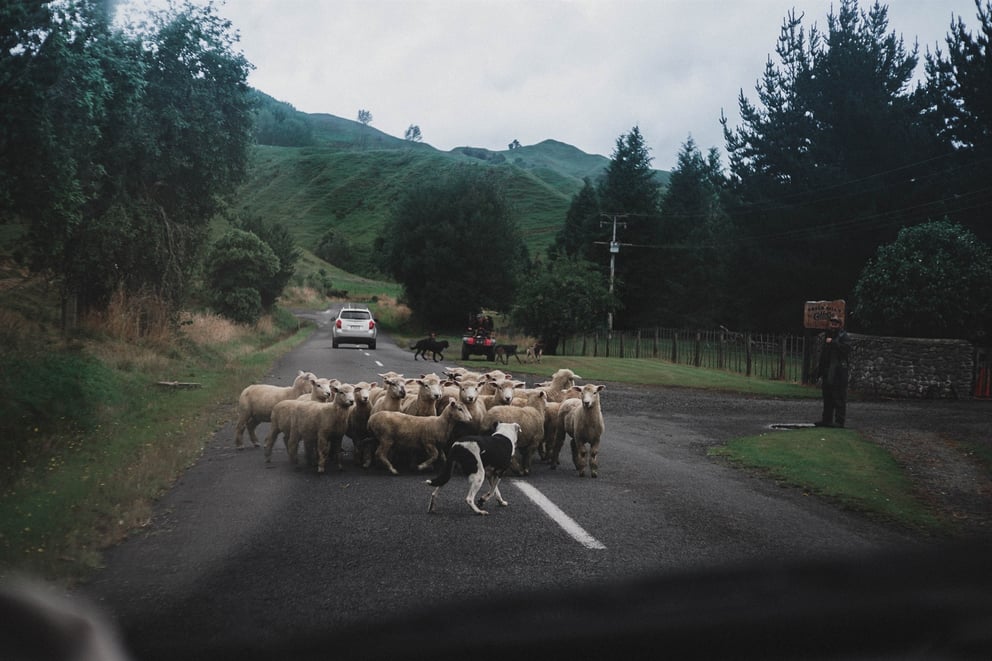 Sheep on the road. 