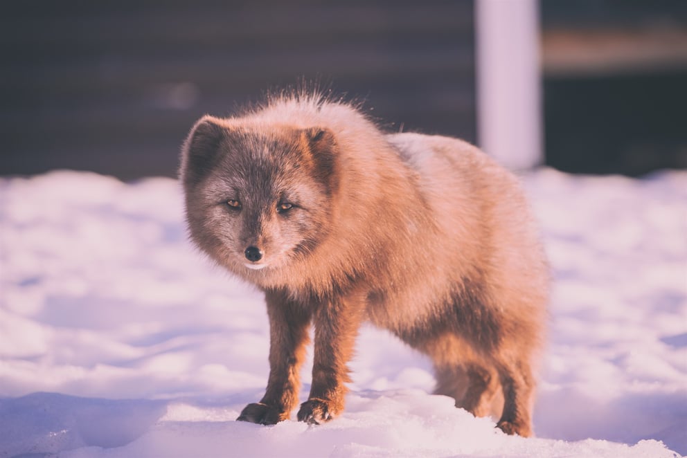 Finding the Arctic Fox in Iceland