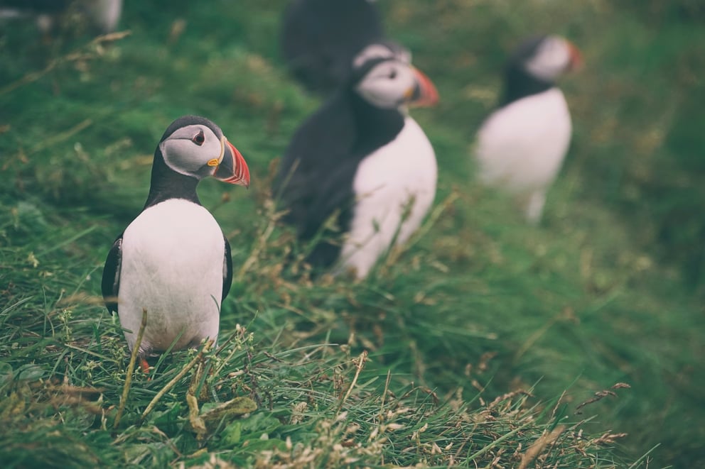 Puffins in Iceland.