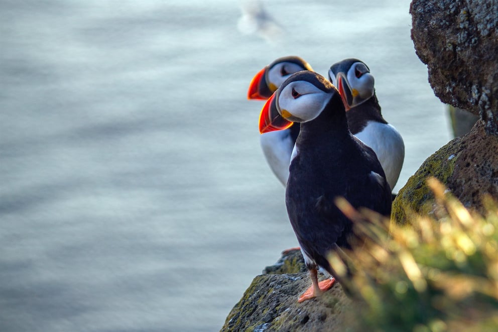 Puffin colony photo in Iceland.