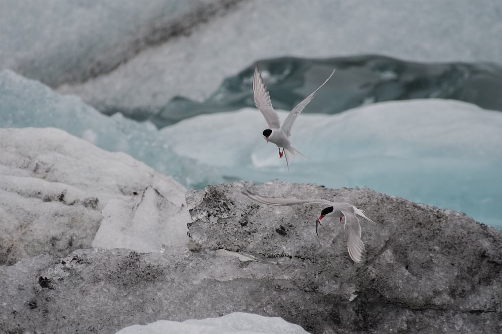 Terns at a glacier in Iceland.