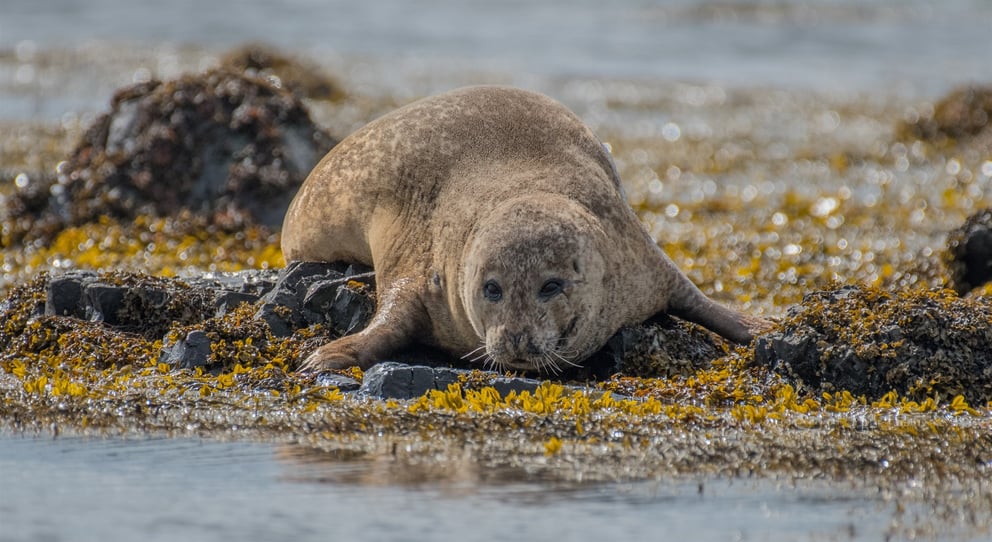 Seal photography in Iceland.
