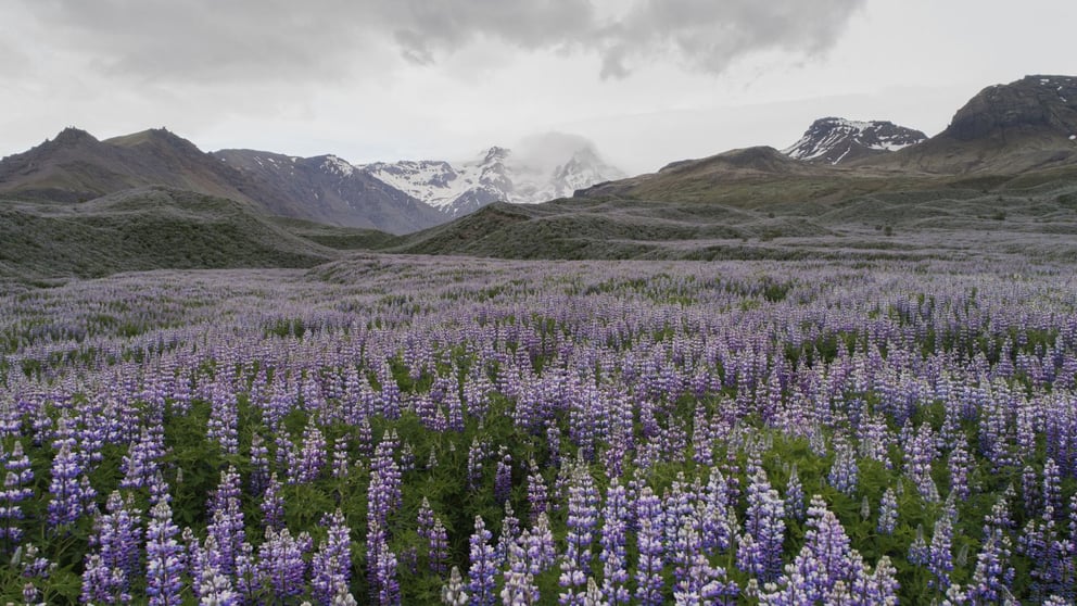 Field of blooming lupine in Iceland.
