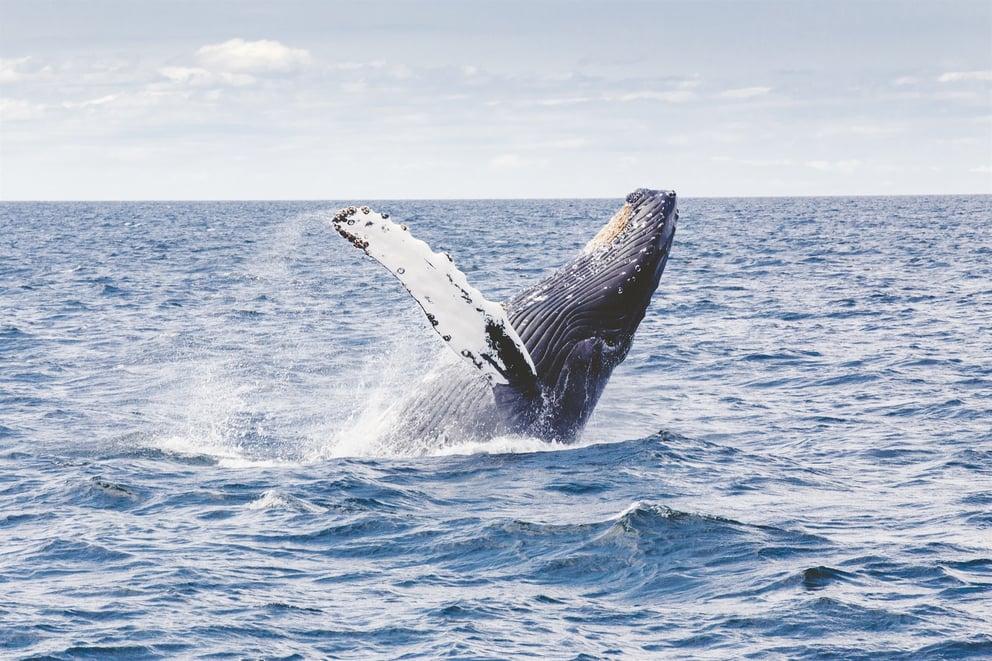 Humpback Whales in Iceland