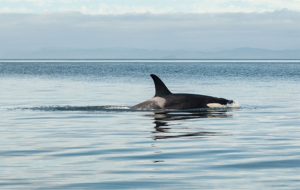 Orcas in Iceland