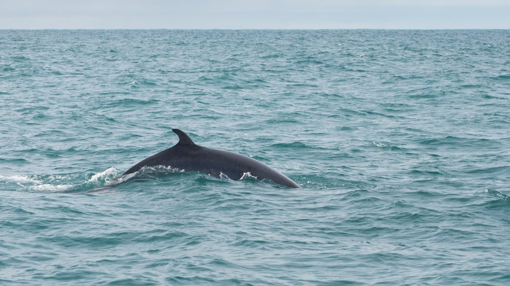 Minke whale in Iceland