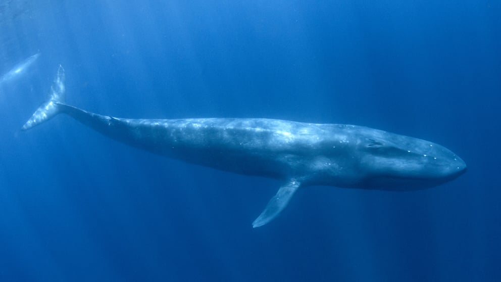 Underwater shot of a blue whale