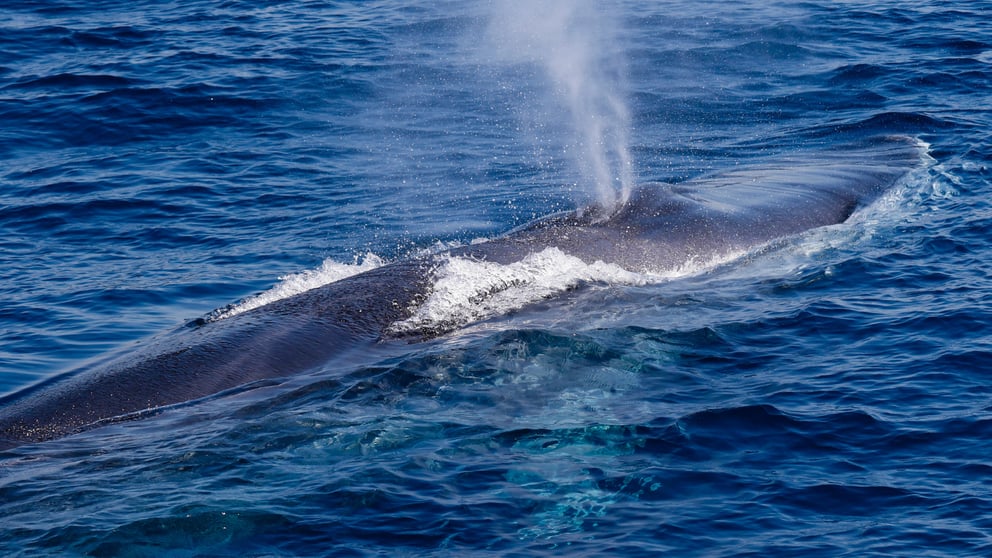 Fin whale blowing water