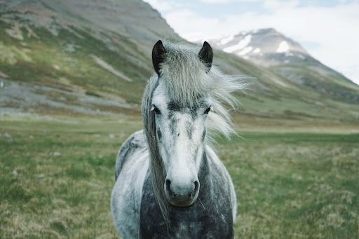 Icelandic horse with grey mane