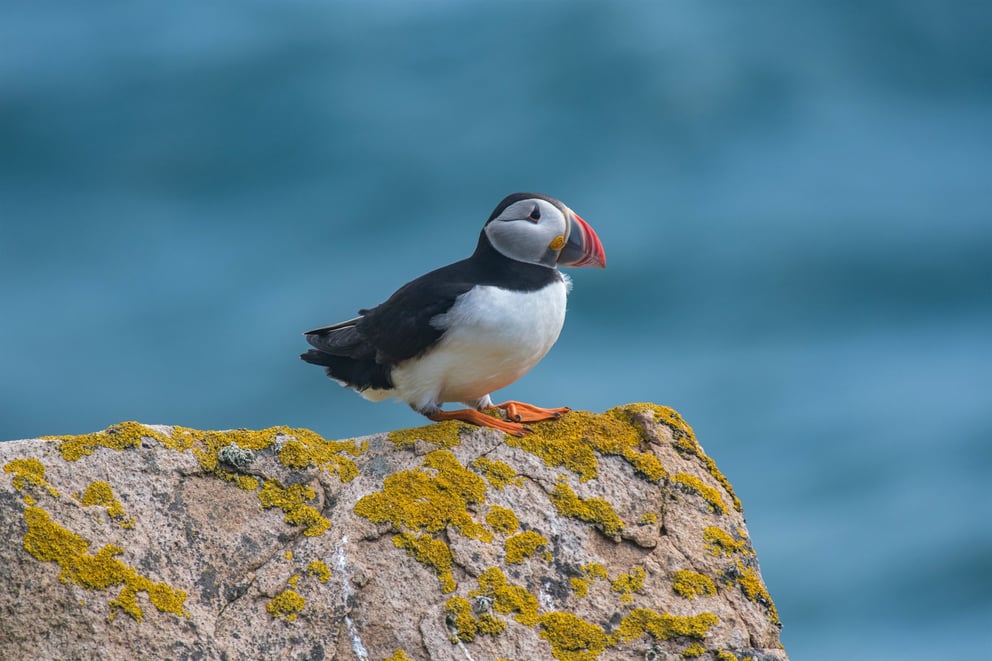 Watch Puffins In Iceland